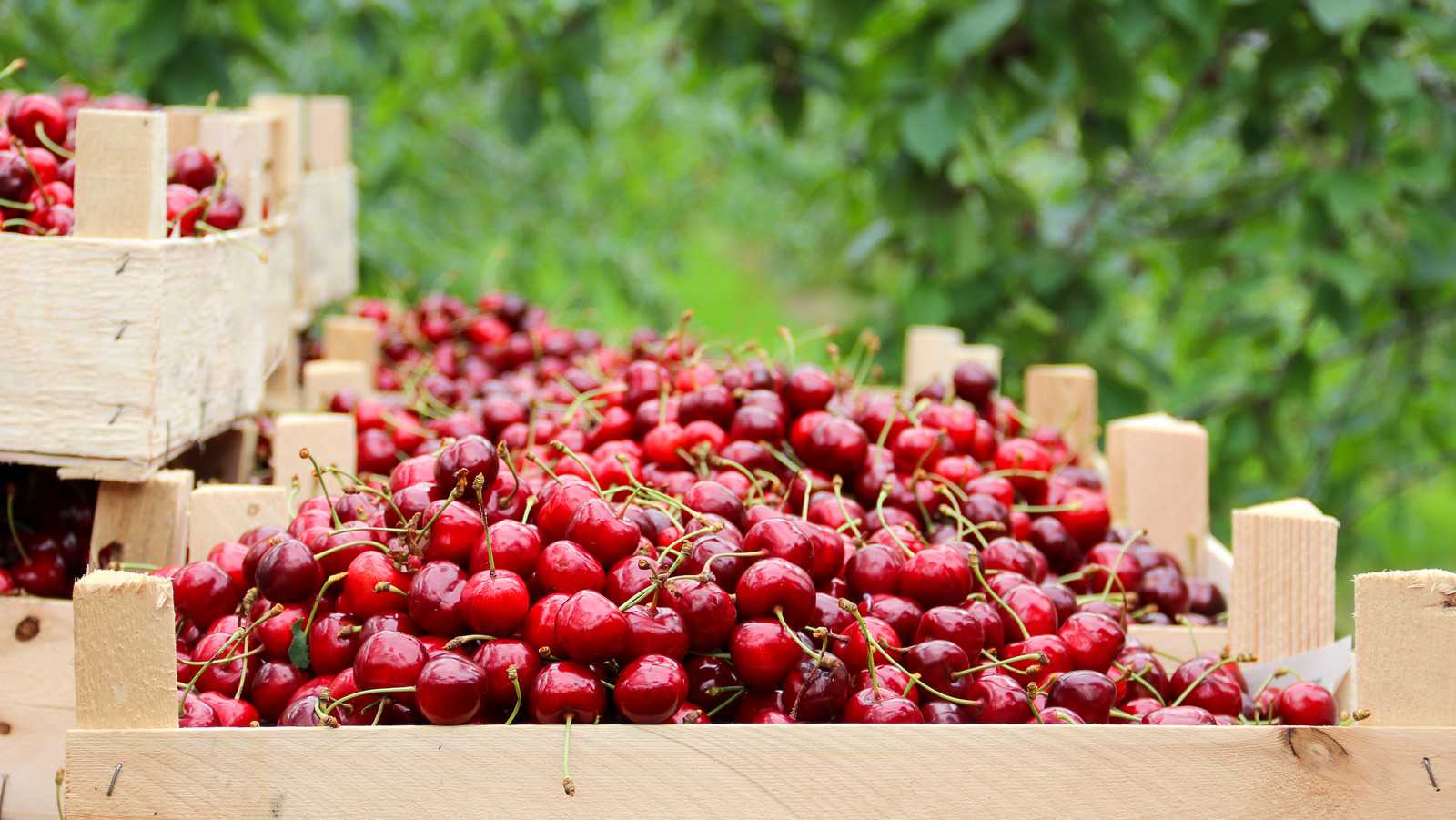 Cherry picking is tempting