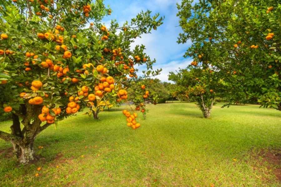 Fruit trees - stardew valley wiki