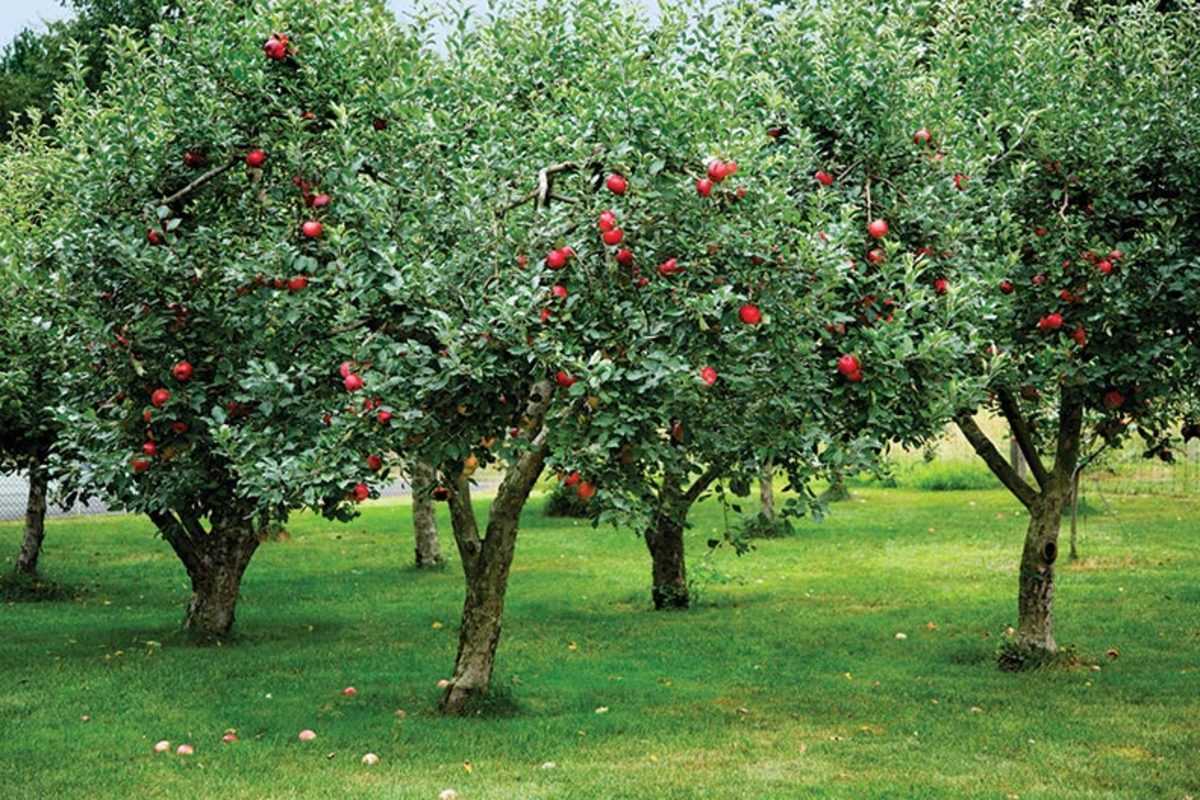 Fruit trees — сомнительная игра с выводом денег - seoseed.ru | pr-forex.com - обзоры forex брокеров