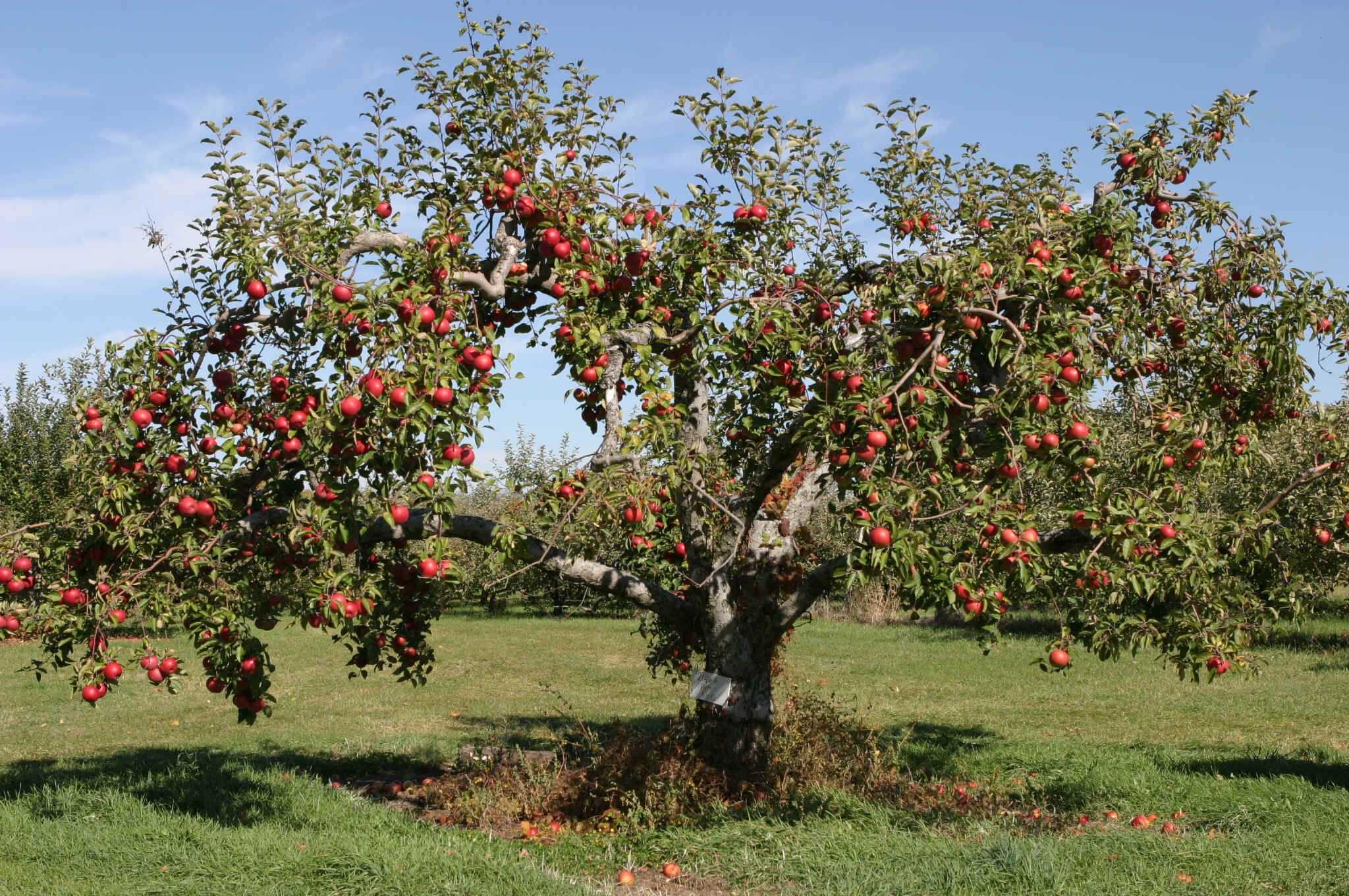 Гибридные мини-деревья - fruit tree. реальные отзывы о
