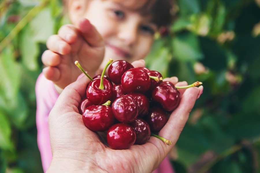 The 6 best cherry picking tools for cherry harvesting - minneopa orchards