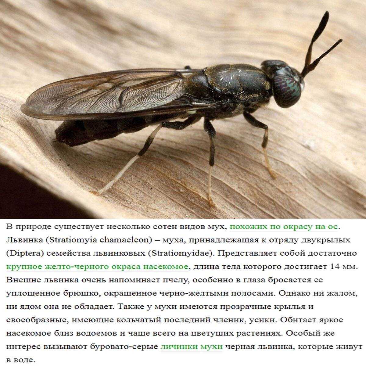 🧪 разведение черной львинки - diptera