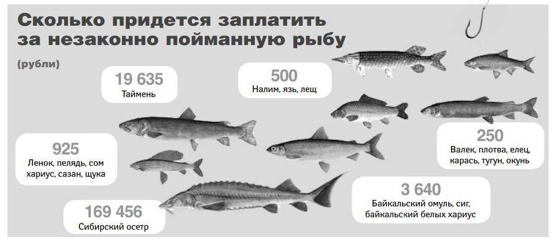 Новые штрафы за ловлю рыбы сетями в 2024 году: подробности и последствия | тамбовское областное государственное казенное учреждение
