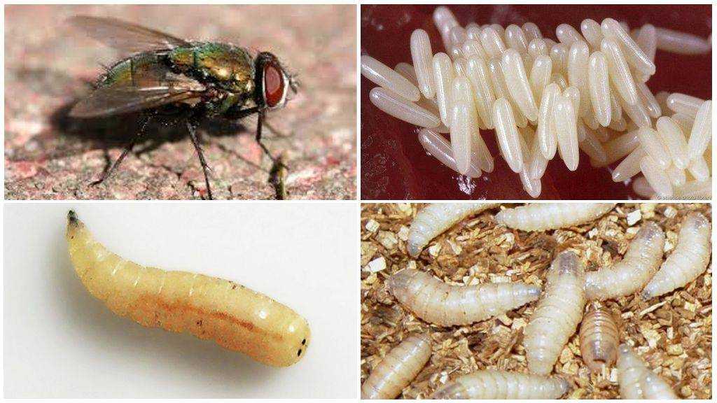 🐛 белок из насекомых - diptera