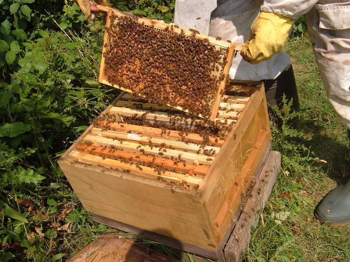 ⌞пчелиная пасека⌝ отзывы людей ► разоблачение онлайн приложения bee apiary
