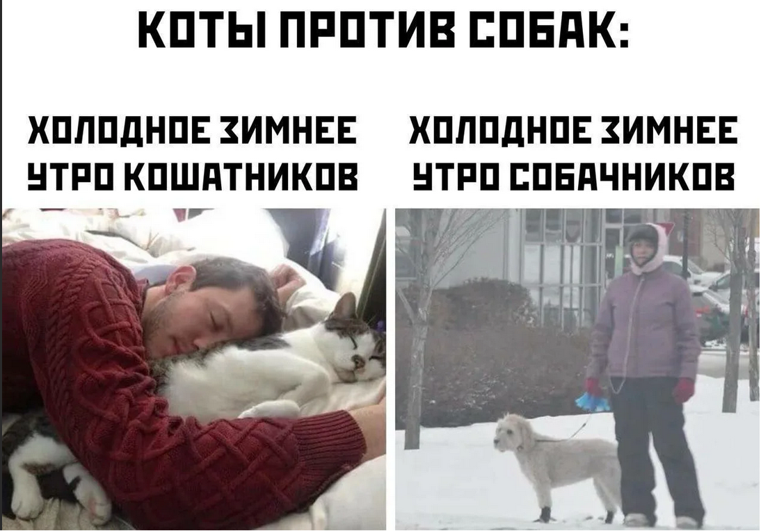 Миллионер который оставил состояние кошке » собачки и кошечки