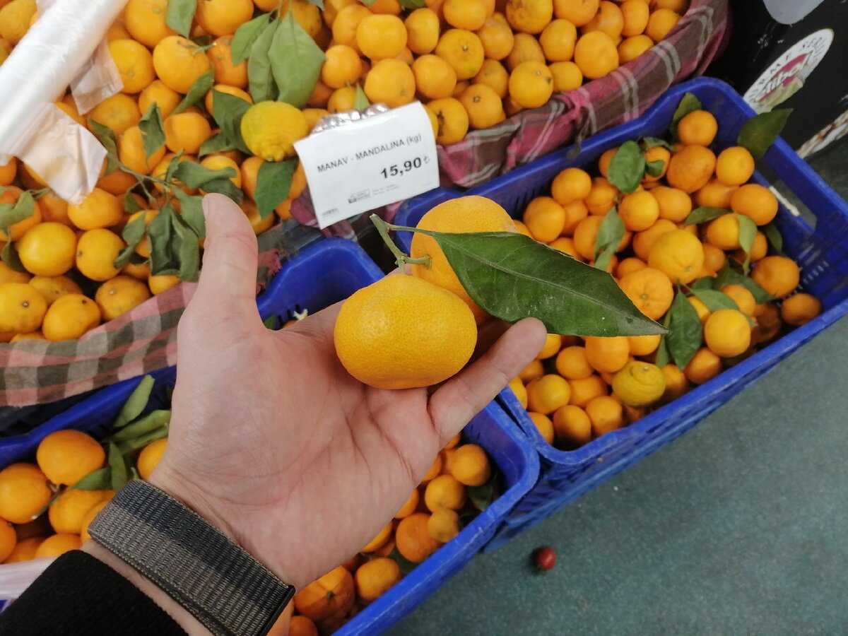 Основные регионы импорта мандаринов в россию - в поисках самого вкусного фрукта - voprosaskzdes.ru