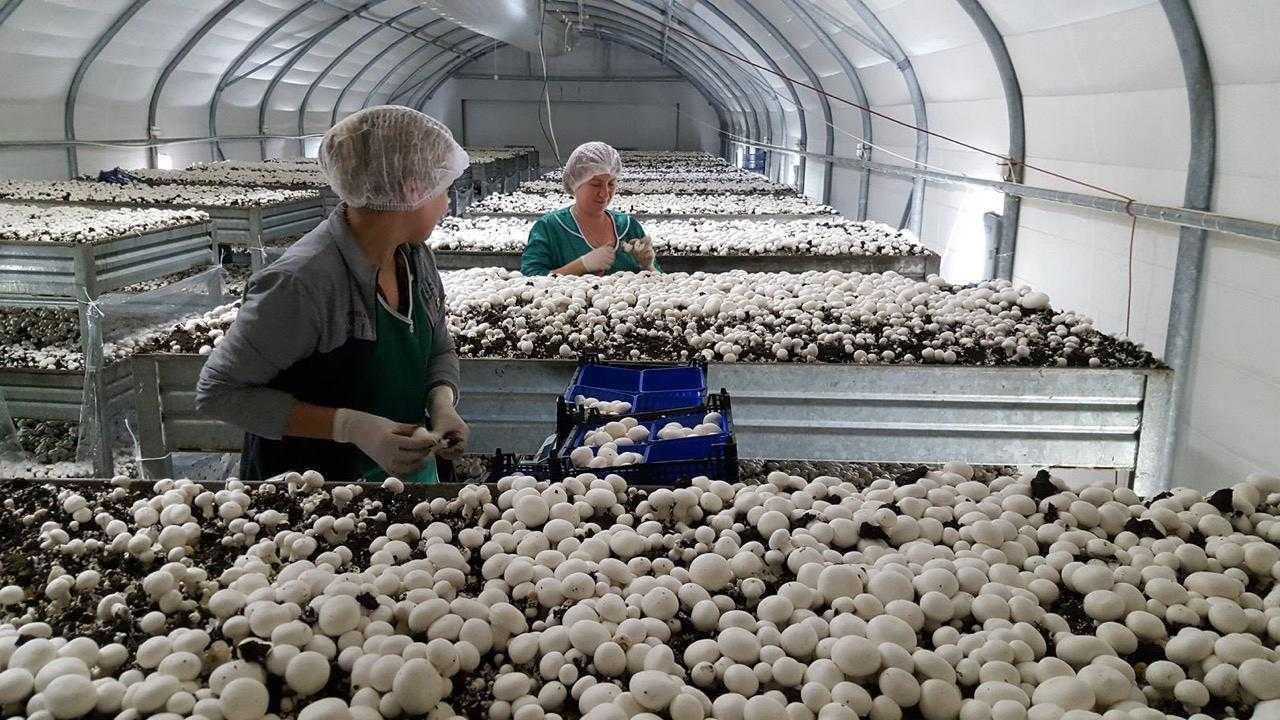 Вопрос: наборы для выращивания грибов дома - как отличить хорошие предложения? - фрукты и ягоды | studok.net