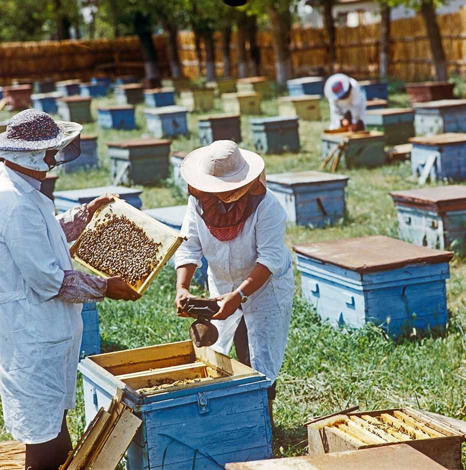 Пчелиная пасека | отзывы реальных пользователей об экономической игре bee apiary