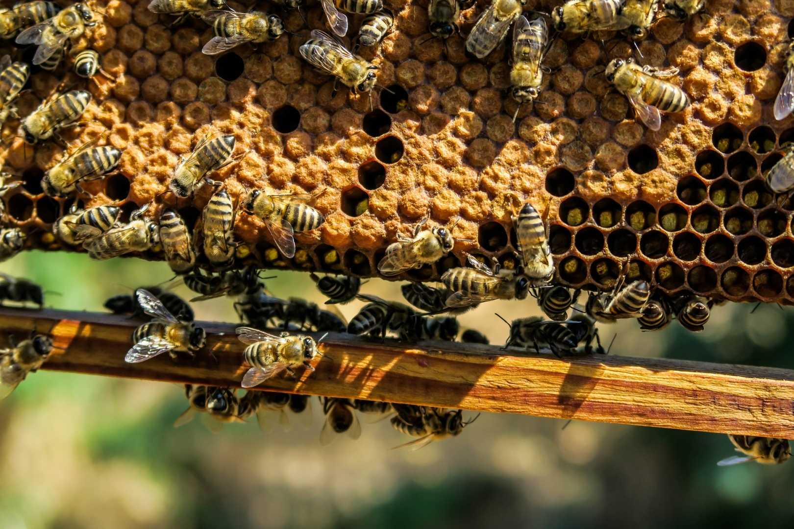⌞пчелиная пасека⌝ отзывы людей ► разоблачение онлайн приложения bee apiary